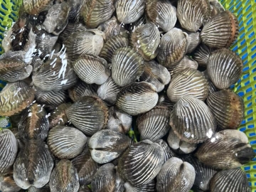 Sò huyết